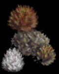 Tribbles!