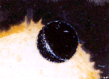 Traxati Hypergate